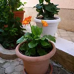 Διαμέρισμα Sanda Tribunj Tribalj