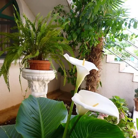 Sanda Tribunj Tribalj