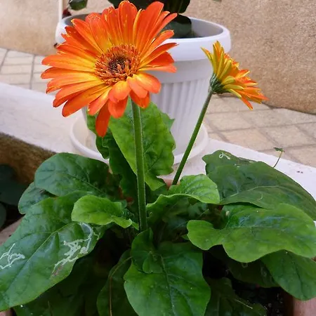 Sanda Tribunj Tribalj