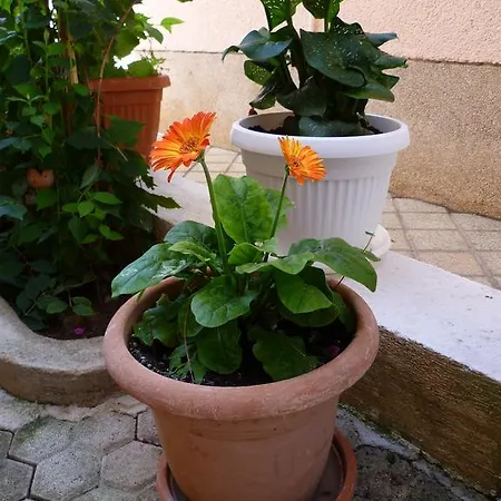 דירה Sanda Tribunj Tribalj