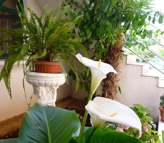 Sanda Tribunj Tribalj