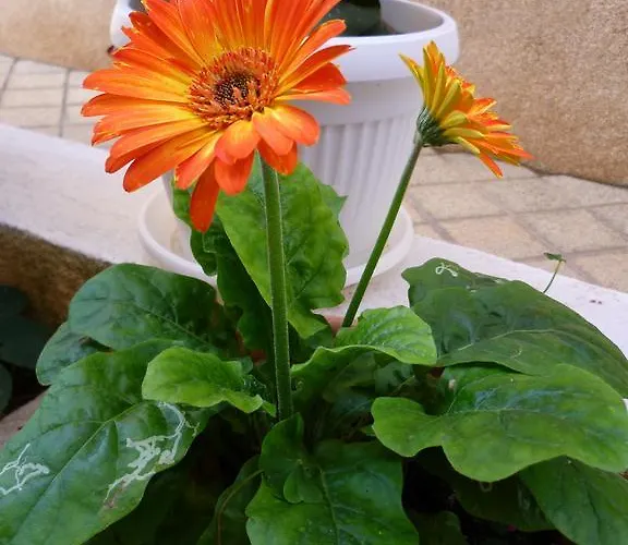 Sanda Tribunj Tribalj