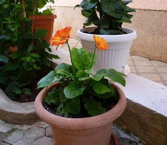 Apartament Sanda Tribunj Tribalj