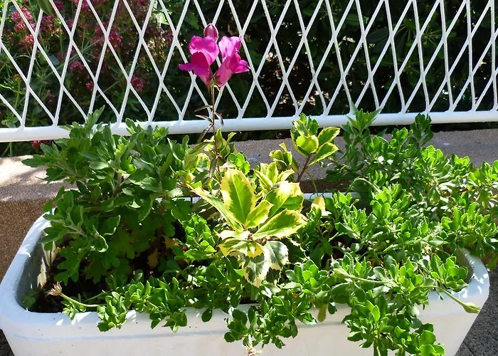 Sanda Tribunj Tribalj